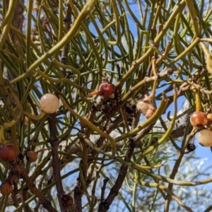 Amyema preissii at Tibooburra, NSW - 29 Aug 2022