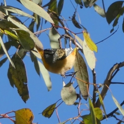 Pardalotus punctatus (Spotted Pardalote) at Jerrabomberra, NSW - 5 Sep 2022 by Paul4K