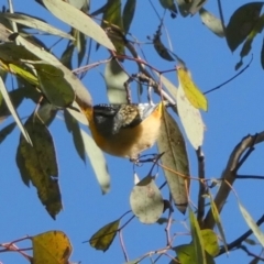 Pardalotus punctatus (Spotted Pardalote) at Jerrabomberra, NSW - 5 Sep 2022 by Paul4K