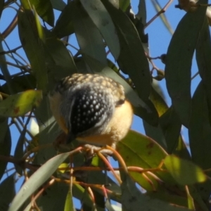 Pardalotus punctatus at Jerrabomberra, NSW - 6 Sep 2022 08:22 AM