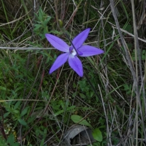 Glossodia major at Murga, NSW - 30 Aug 2022