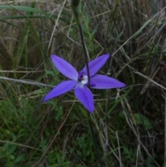 Glossodia major at Murga, NSW - suppressed