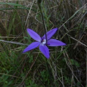 Glossodia major at Murga, NSW - suppressed