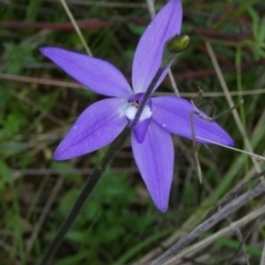 Glossodia major at suppressed - 30 Aug 2022