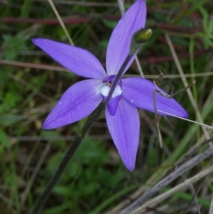 Glossodia major at Murga, NSW - suppressed