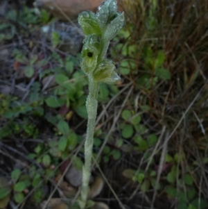 Hymenochilus bicolor (ACT) = Pterostylis bicolor (NSW) at Murga, NSW - suppressed