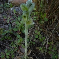 Hymenochilus bicolor (ACT) = Pterostylis bicolor (NSW) at Murga, NSW - suppressed