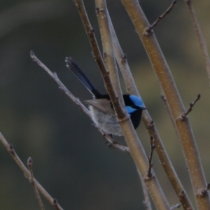 Malurus cyaneus at Murga, NSW - 30 Aug 2022