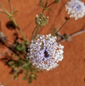 Trachymene glaucifolia at Tibooburra, NSW - 29 Aug 2022 01:49 PM