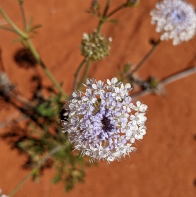 Trachymene glaucifolia (Wild Parsnip, Blue Parsnip) at Sturt National Park - 29 Aug 2022 by Darcy