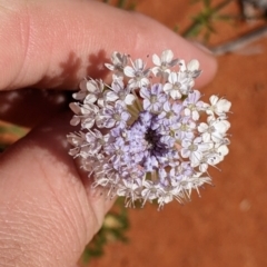 Trachymene glaucifolia at Tibooburra, NSW - 29 Aug 2022 01:49 PM