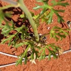 Trachymene glaucifolia at Tibooburra, NSW - 29 Aug 2022