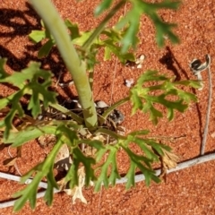 Trachymene glaucifolia at Tibooburra, NSW - 29 Aug 2022