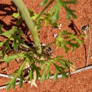 Trachymene glaucifolia at Tibooburra, NSW - 29 Aug 2022