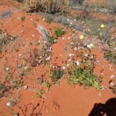 Trachymene glaucifolia at Tibooburra, NSW - 29 Aug 2022 01:49 PM