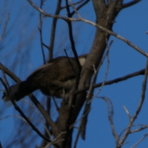 Pomatostomus superciliosus at Murga, NSW - suppressed