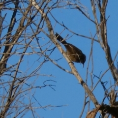 Pomatostomus superciliosus at Murga, NSW - suppressed