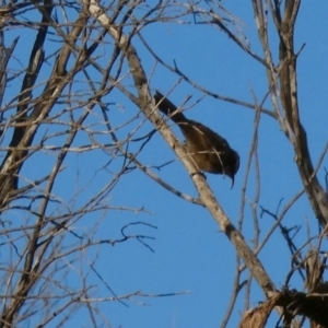 Pomatostomus superciliosus at Murga, NSW - suppressed