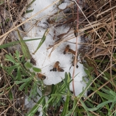 Apis mellifera at Watson, ACT - 5 Sep 2022 10:35 AM