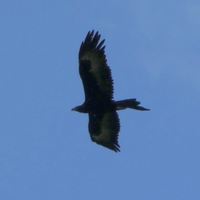 Aquila audax (Wedge-tailed Eagle) at Nangar National Park - 31 Aug 2022 by Paul4K