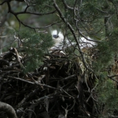 Aquila audax at Murga, NSW - 31 Aug 2022 11:09 AM