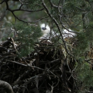 Aquila audax at Murga, NSW - 31 Aug 2022 11:09 AM