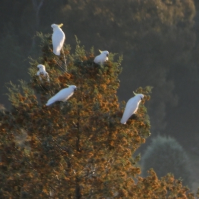 Cacatua galerita (Sulphur-crested Cockatoo) at Murga, NSW - 1 Sep 2022 by Paul4K