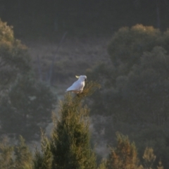 Cacatua galerita at Murga, NSW - suppressed