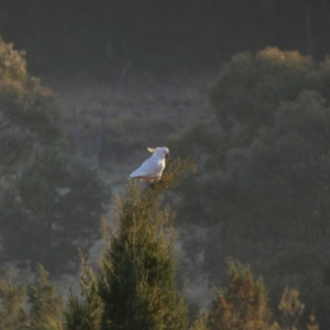 Cacatua galerita at Murga, NSW - suppressed