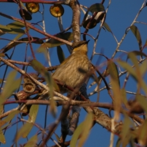 Gavicalis virescens at Murga, NSW - 1 Sep 2022