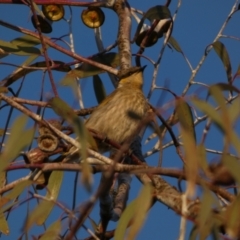 Gavicalis virescens (Singing Honeyeater) at Murga, NSW - 31 Aug 2022 by Paul4K