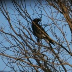 Strepera graculina (Pied Currawong) at Murga, NSW - 31 Aug 2022 by Paul4K