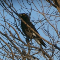 Strepera graculina at Murga, NSW - 1 Sep 2022