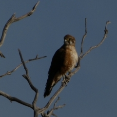 Falco berigora (Brown Falcon) at Murga, NSW - 31 Aug 2022 by Paul4K