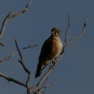 Falco berigora at Murga, NSW - 1 Sep 2022