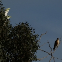 Falco berigora at Murga, NSW - 1 Sep 2022