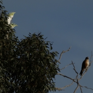 Falco berigora at Murga, NSW - suppressed
