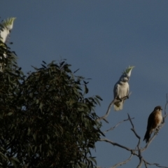 Falco berigora at Murga, NSW - 1 Sep 2022