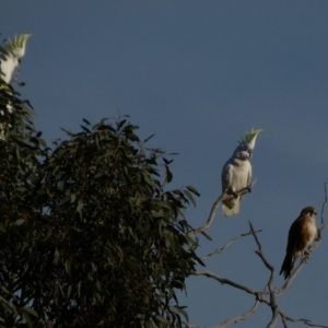 Falco berigora at Murga, NSW - 1 Sep 2022