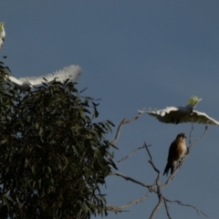 Falco berigora at Murga, NSW - suppressed
