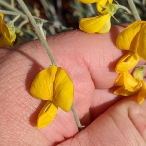 Crotalaria eremaea subsp. eremaea at Tibooburra, NSW - 29 Aug 2022 01:50 PM