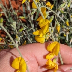 Crotalaria eremaea subsp. eremaea at Tibooburra, NSW - 29 Aug 2022 01:50 PM