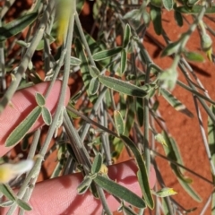 Crotalaria eremaea subsp. eremaea at Tibooburra, NSW - 29 Aug 2022