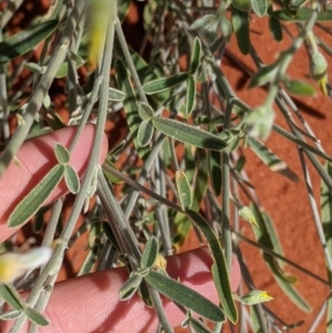 Crotalaria eremaea subsp. eremaea at Tibooburra, NSW - 29 Aug 2022 01:50 PM