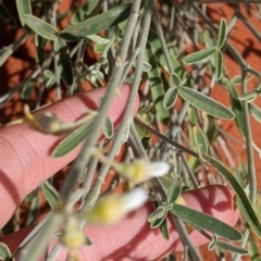 Crotalaria eremaea subsp. eremaea at Tibooburra, NSW - 29 Aug 2022