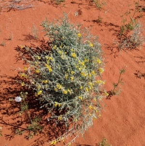 Crotalaria eremaea subsp. eremaea at Tibooburra, NSW - 29 Aug 2022 01:50 PM