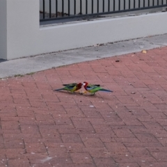 Platycercus eximius (Eastern Rosella) at Gungahlin, ACT - 5 Sep 2022 by TrishGungahlin