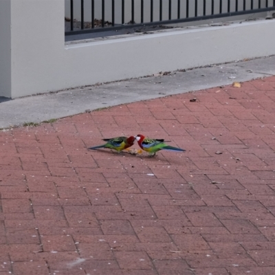 Platycercus eximius (Eastern Rosella) at Yerrabi Pond - 5 Sep 2022 by TrishGungahlin