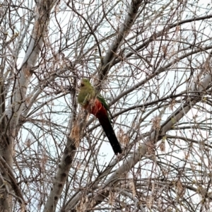 Alisterus scapularis at Gungahlin, ACT - 5 Sep 2022