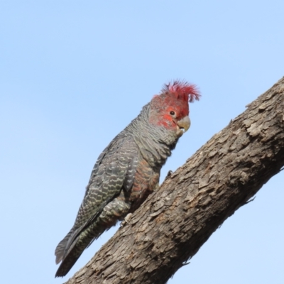 Callocephalon fimbriatum (Gang-gang Cockatoo) at Tuggeranong Hill - 5 Sep 2022 by owenh